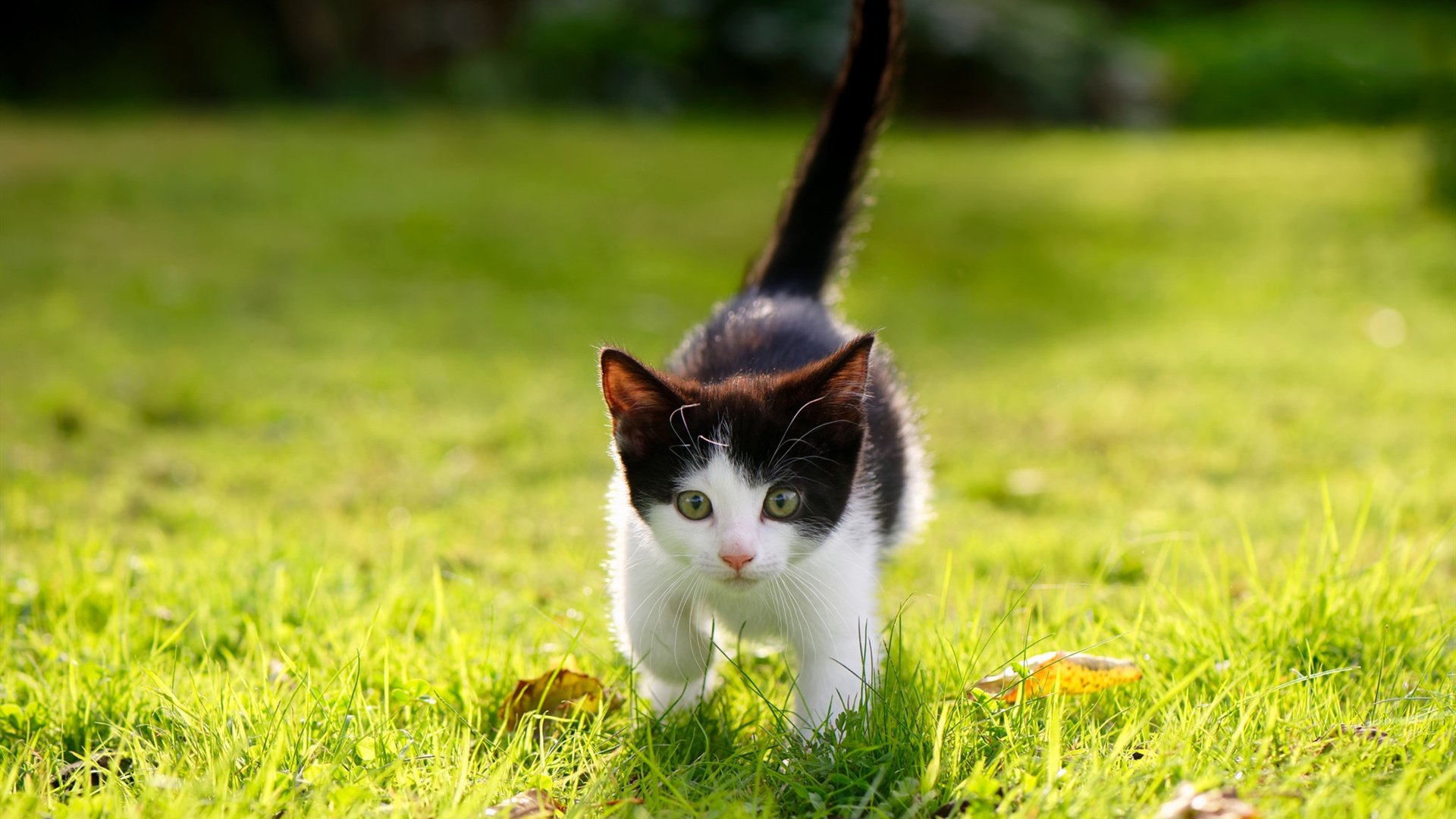 伊朗男足在巴黎奥运会比赛中以3-2战胜德国，伊朗男足世预赛